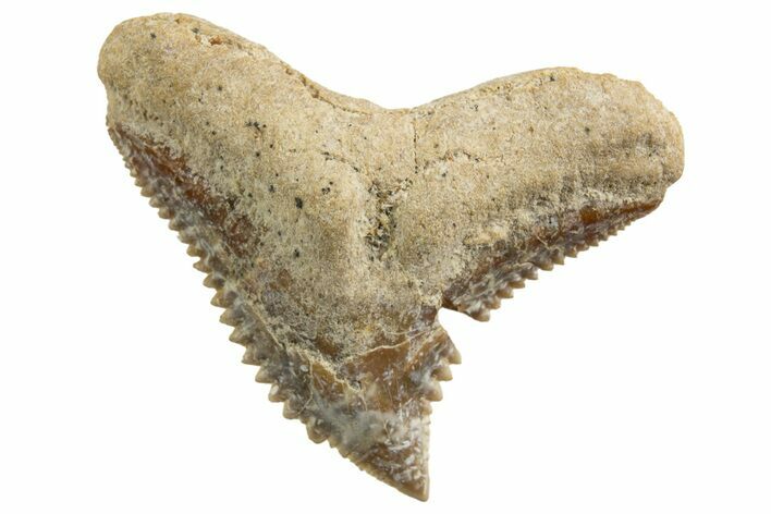 Tiger Shark (Galeocerdo Eaglesomi) Tooth - Dakhla, Morocco #327076